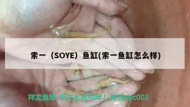 索一（SOYE）鱼缸(索一鱼缸怎么样)