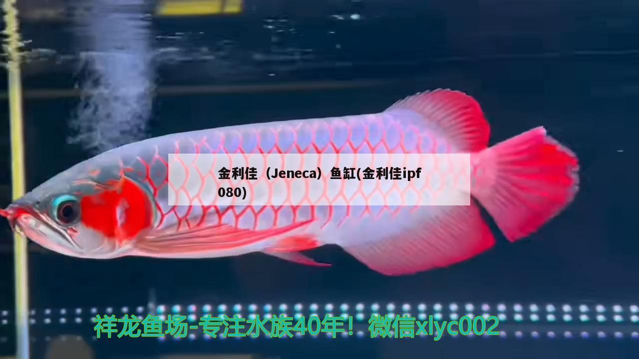 金利佳（Jeneca）鱼缸(金利佳ipf080)