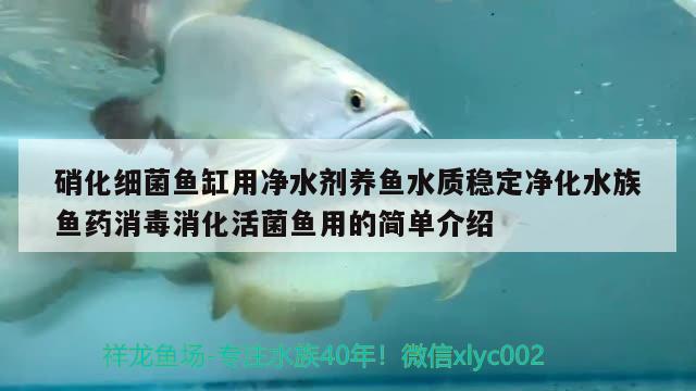 硝化细菌鱼缸用净水剂养鱼水质稳定净化水族鱼药消毒消化活菌鱼用的简单介绍 硝化细菌 第2张