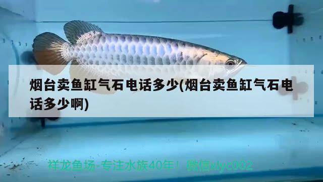 烟台卖鱼缸气石电话多少(烟台卖鱼缸气石电话多少啊) 虎纹银版鱼