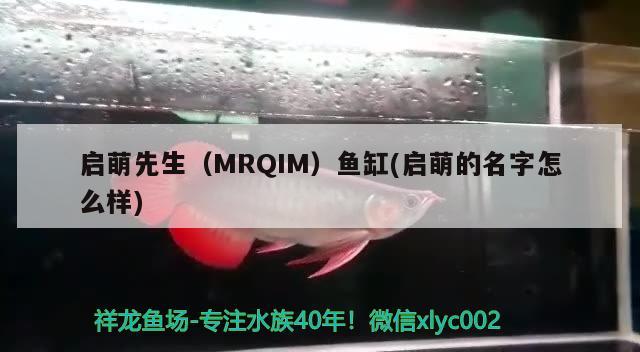 启萌先生（MRQIM）鱼缸(启萌的名字怎么样)