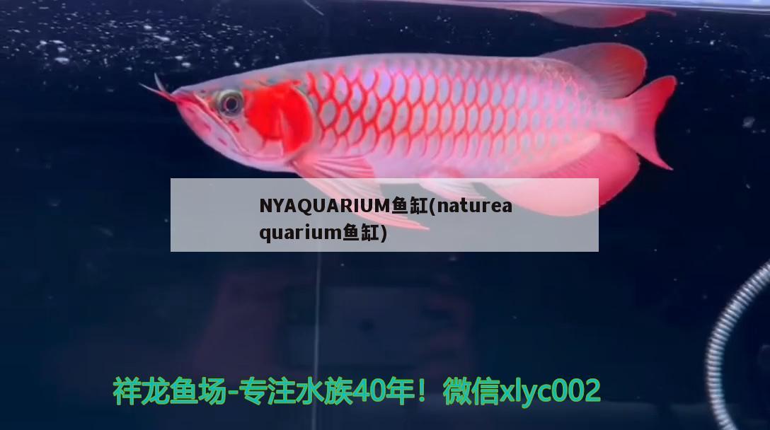 NYAQUARIUM鱼缸(natureaquarium鱼缸)