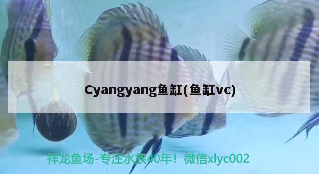 Cyangyang鱼缸(鱼缸vc)