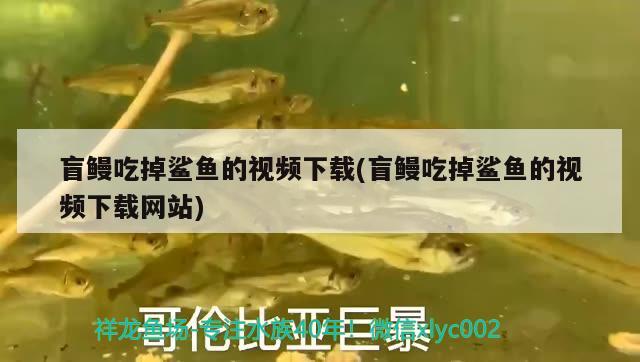 盲鳗吃掉鲨鱼的视频下载(盲鳗吃掉鲨鱼的视频下载网站) 观赏鱼 第3张