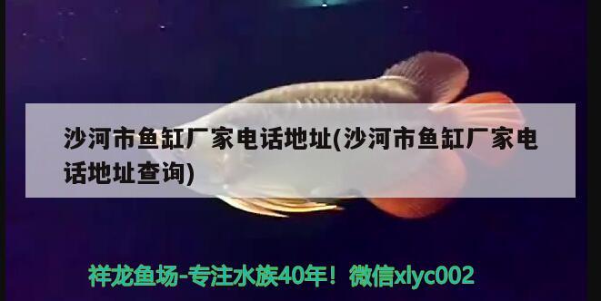 沙河市鱼缸厂家电话地址(沙河市鱼缸厂家电话地址查询) 成吉思汗鲨（球鲨）鱼