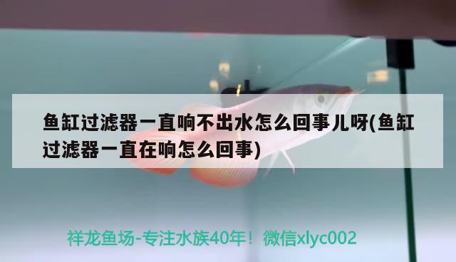 鱼缸过滤器一直响不出水怎么回事儿呀(鱼缸过滤器一直在响怎么回事) 红眼黄化幽灵火箭鱼|皇家火箭鱼