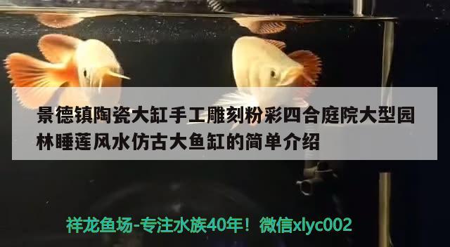 景德镇陶瓷大缸手工雕刻粉彩四合庭院大型园林睡莲风水仿古大鱼缸的简单介绍