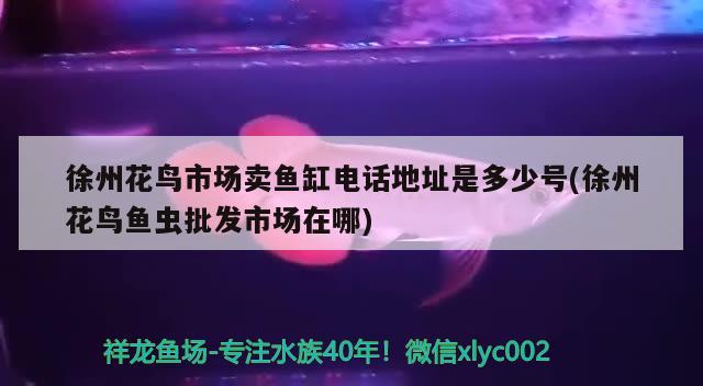 徐州花鸟市场卖鱼缸电话地址是多少号(徐州花鸟鱼虫批发市场在哪)