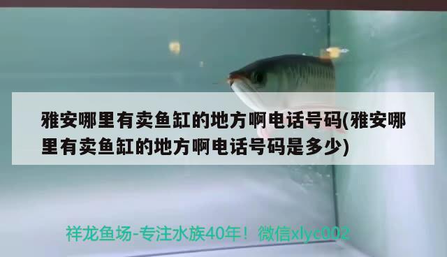 雅安哪里有卖鱼缸的地方啊电话号码(雅安哪里有卖鱼缸的地方啊电话号码是多少) 祥龙水族医院