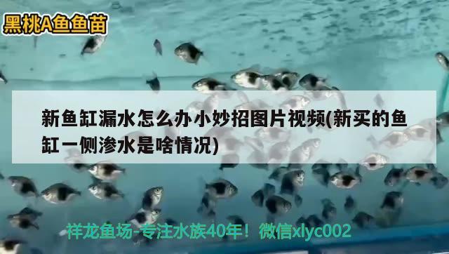 新鱼缸漏水怎么办小妙招图片视频(新买的鱼缸一侧渗水是啥情况) 委内瑞拉奥里诺三间鱼