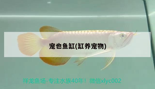 宠也鱼缸(缸养宠物)