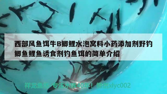 西部风鱼饵牛B鲫鲤水泡窝料小药添加剂野钓鲫鱼鲤鱼诱食剂钓鱼饵的简单介绍 垂钓乐园