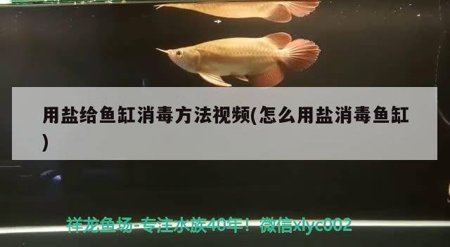 用盐给鱼缸消毒方法视频(怎么用盐消毒鱼缸) 祥龙进口元宝凤凰鱼
