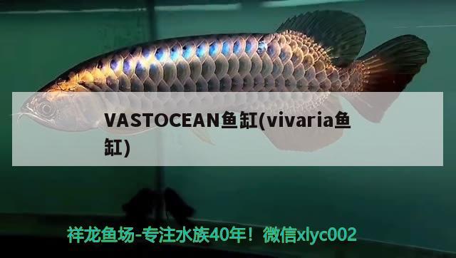 VASTOCEAN鱼缸(vivaria鱼缸) 其他品牌鱼缸