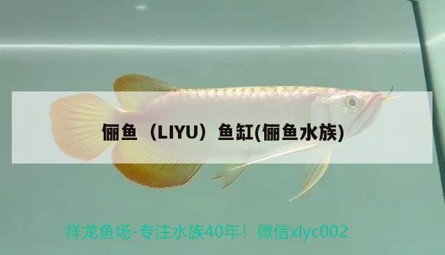 俪鱼（LIYU）鱼缸(俪鱼水族)