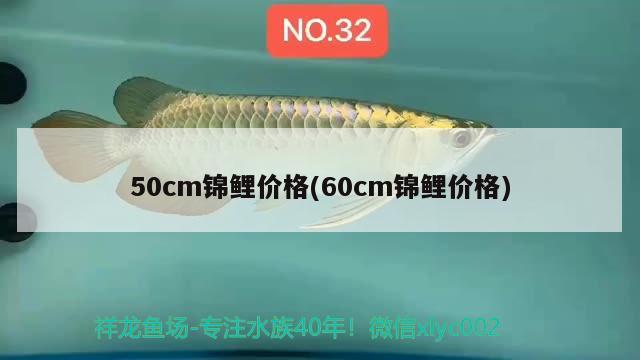 50cm锦鲤价格(60cm锦鲤价格)