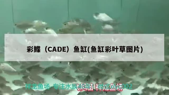 彩鲽（CADE）鱼缸(鱼缸彩叶草图片)