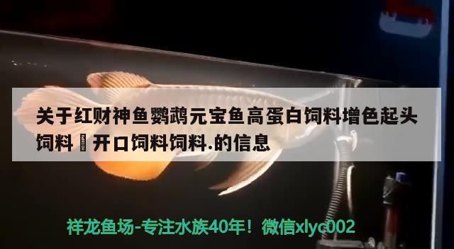 关于红财神鱼鹦鹉元宝鱼高蛋白饲料增色起头饲料 开口饲料饲料.的信息
