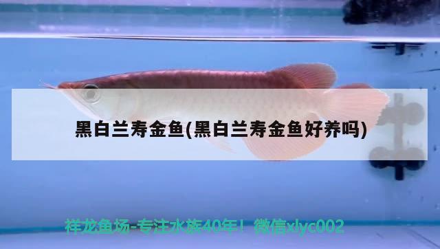 黑白兰寿金鱼(黑白兰寿金鱼好养吗) 观赏鱼