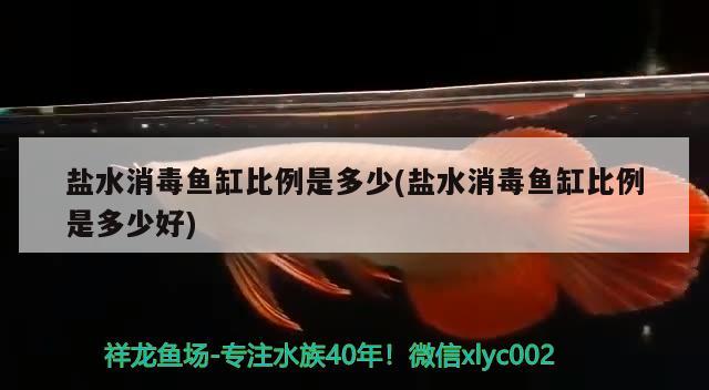 盐水消毒鱼缸比例是多少(盐水消毒鱼缸比例是多少好) 黄吉金龙（白子金龙鱼）