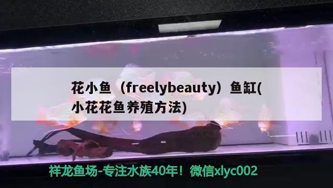 花小鱼（freelybeauty）鱼缸(小花花鱼养殖方法)