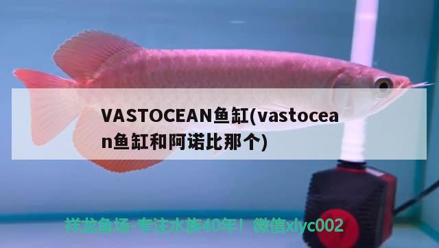 VASTOCEAN鱼缸(vastocean鱼缸和阿诺比那个)