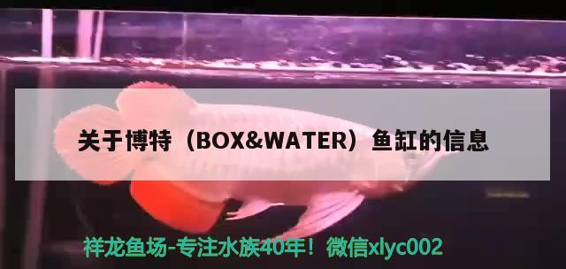 关于博特（BOX&WATER）鱼缸的信息