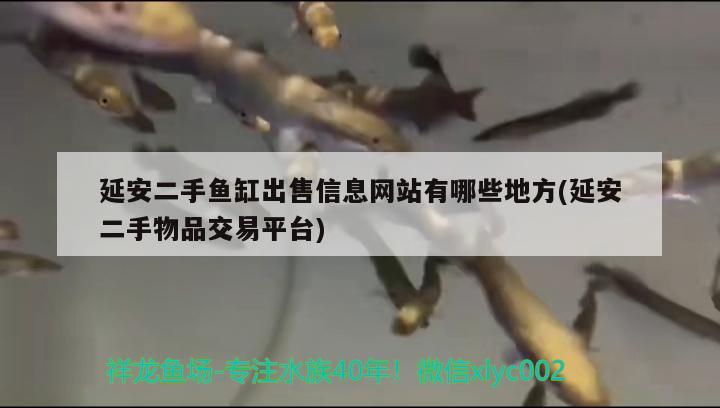 延安二手鱼缸出售信息网站有哪些地方(延安二手物品交易平台)