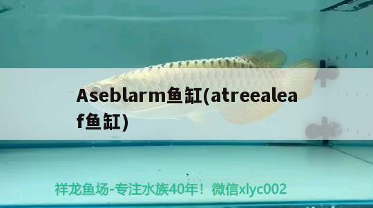 Aseblarm鱼缸(atreealeaf鱼缸)