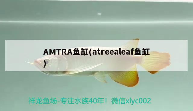 AMTRA鱼缸(atreealeaf鱼缸)