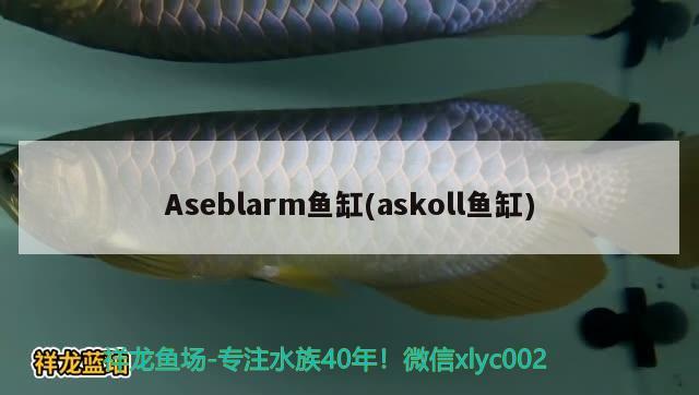 Aseblarm鱼缸(askoll鱼缸) 其他品牌鱼缸