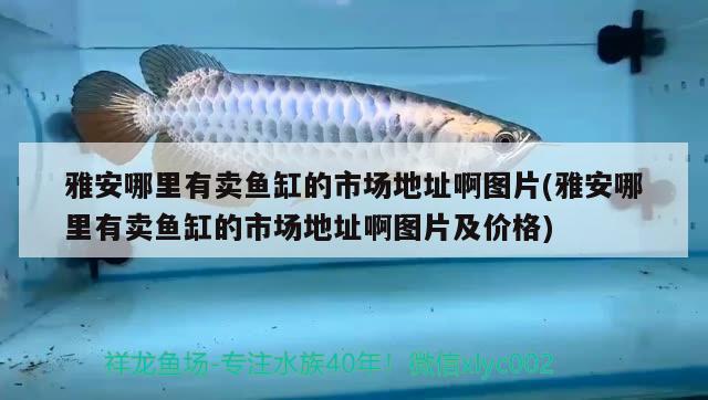 雅安哪里有卖鱼缸的市场地址啊图片(雅安哪里有卖鱼缸的市场地址啊图片及价格) 锦鲤池鱼池建设 第2张