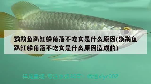 鹦鹉鱼趴缸躲角落不吃食是什么原因(鹦鹉鱼趴缸躲角落不吃食是什么原因造成的)