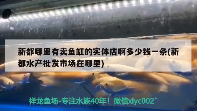 新都哪里有卖鱼缸的实体店啊多少钱一条(新都水产批发市场在哪里) 帝王三间鱼