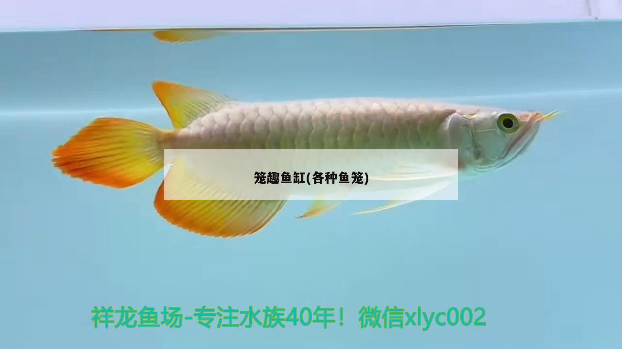 笼趣鱼缸(各种鱼笼) 其他品牌鱼缸