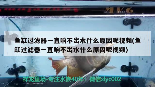 鱼缸过滤器一直响不出水什么原因呢视频(鱼缸过滤器一直响不出水什么原因呢视频)