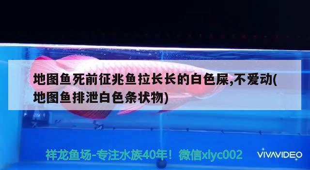 地图鱼死前征兆鱼拉长长的白色屎,不爱动(地图鱼排泄白色条状物)