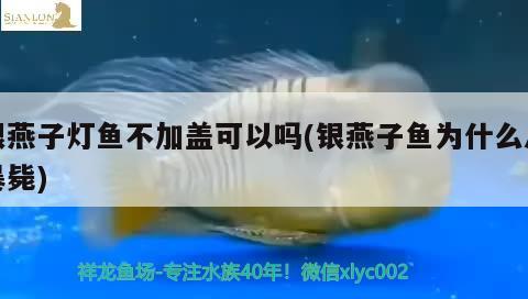 银燕子灯鱼不加盖可以吗(银燕子鱼为什么总暴毙)