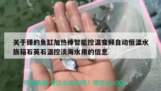 关于臻的鱼缸加热棒智能控温变频自动恒温水族箱石英石温控淡海水用的信息 鱼缸/水族箱