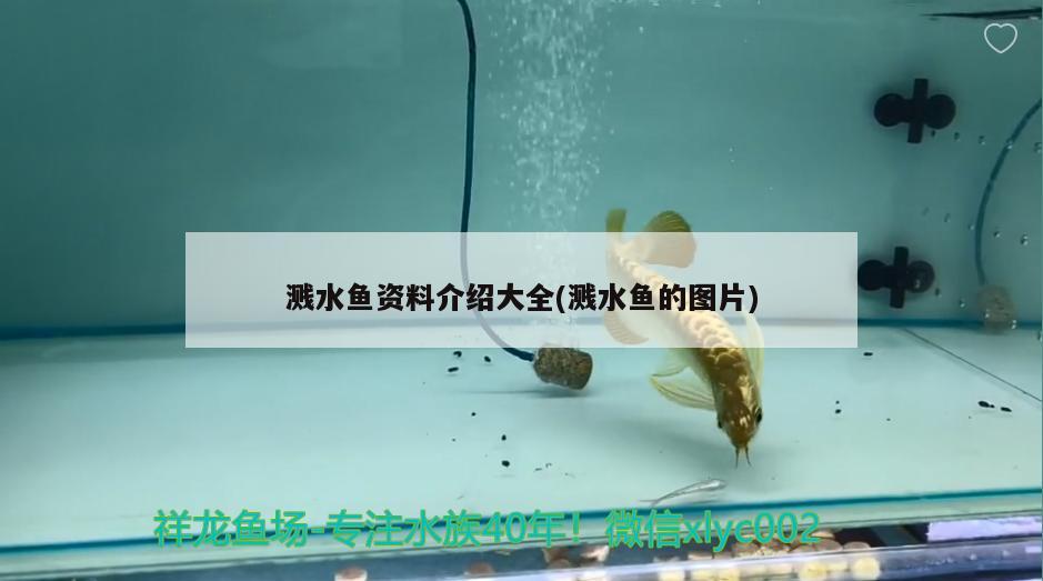 溅水鱼资料介绍大全(溅水鱼的图片) 观赏鱼