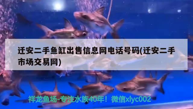 迁安二手鱼缸出售信息网电话号码(迁安二手市场交易网) 圣菲埃及鱼