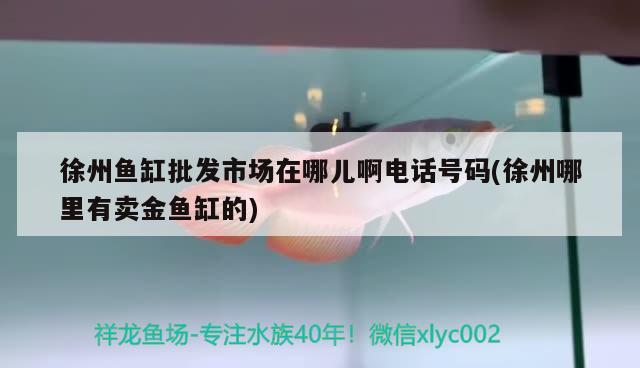 徐州鱼缸批发市场在哪儿啊电话号码(徐州哪里有卖金鱼缸的) 黄金猫鱼