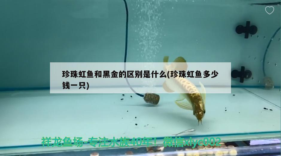 珍珠虹鱼和黑金的区别是什么(珍珠虹鱼多少钱一只) 观赏鱼