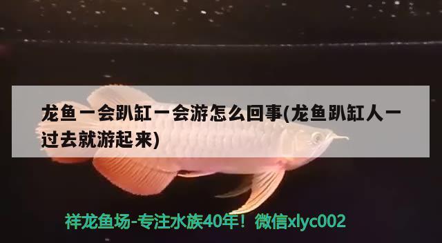 龙鱼一会趴缸一会游怎么回事(龙鱼趴缸人一过去就游起来) 观赏鱼