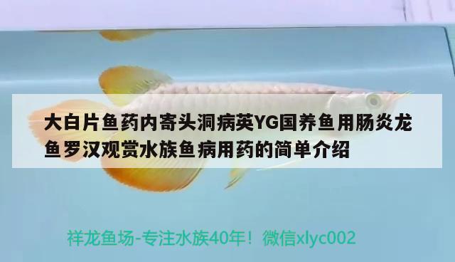 大白片鱼药内寄头洞病英YG国养鱼用肠炎龙鱼罗汉观赏水族鱼病用药的简单介绍