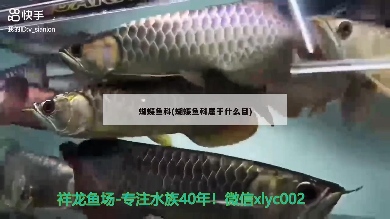 蝴蝶鱼科(蝴蝶鱼科属于什么目) 蝴蝶鲤