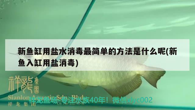 新鱼缸用盐水消毒最简单的方法是什么呢(新鱼入缸用盐消毒) 铁甲武士