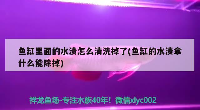 鱼缸里面的水渍怎么清洗掉了(鱼缸的水渍拿什么能除掉) 梦幻雷龙鱼 第2张