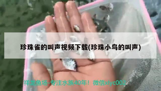 珍珠雀的叫声视频下载(珍珠小鸟的叫声) 观赏鱼