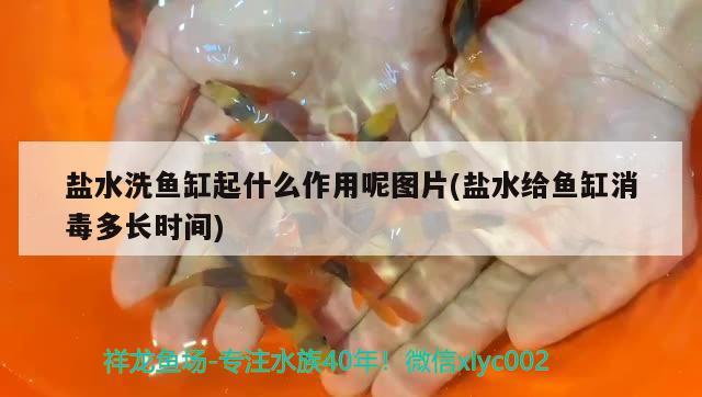 盐水洗鱼缸起什么作用呢图片(盐水给鱼缸消毒多长时间)